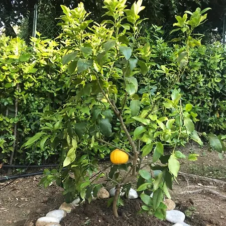 Villa Daniela-3